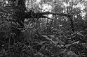 Rainforest Roots